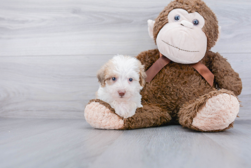 Best Mini Labradoodle Baby