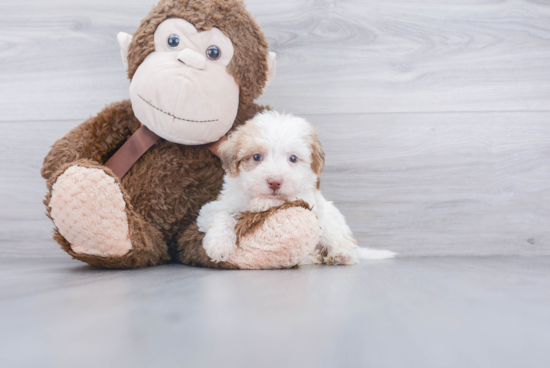 Mini Labradoodle Puppy for Adoption