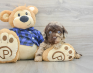 9 week old Mini Labradoodle Puppy For Sale - Premier Pups