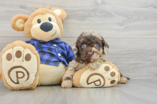 Happy Mini Labradoodle Baby