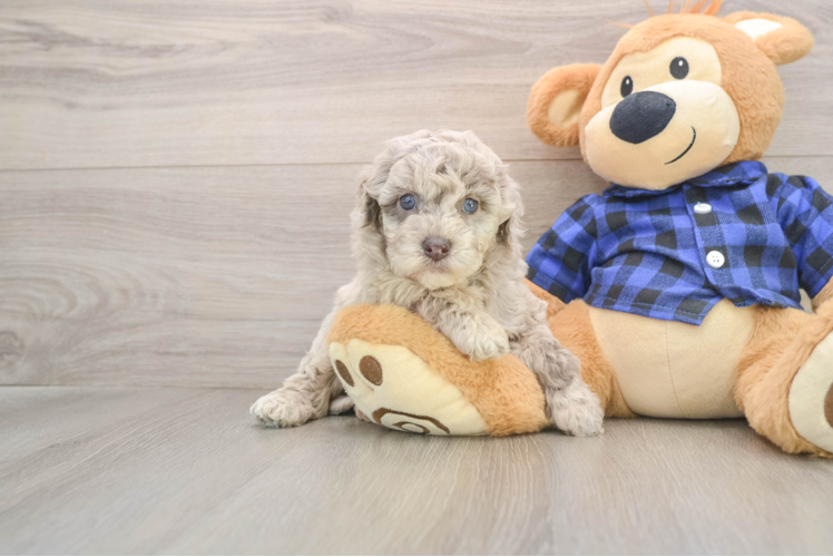 Cute Mini Labradoodle Baby