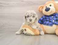 7 week old Mini Labradoodle Puppy For Sale - Premier Pups