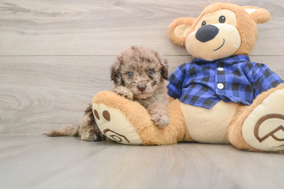 Best Mini Labradoodle Baby