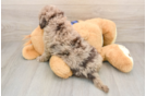 Mini Labradoodle Puppy for Adoption
