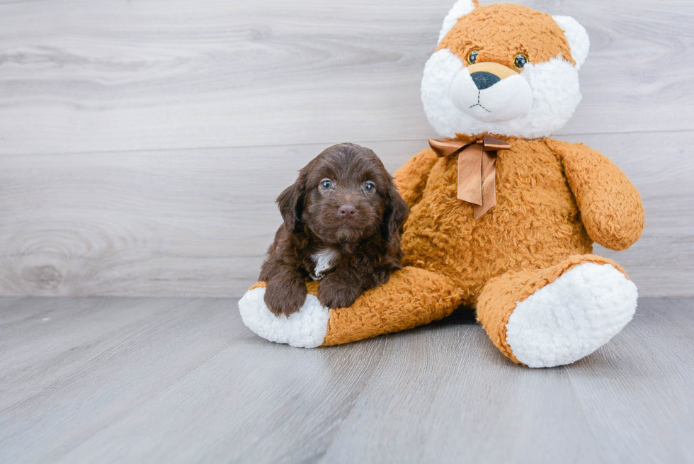 Best Mini Labradoodle Baby