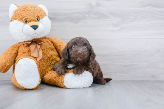 Mini Labradoodle Pup Being Cute