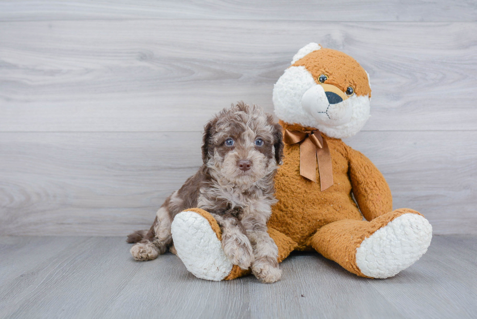 Mini Labradoodle Puppy for Adoption