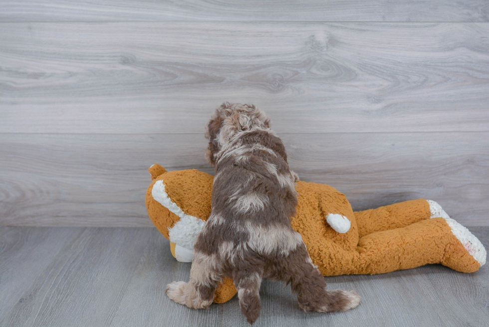 Little Labrador Poodle Mix Puppy