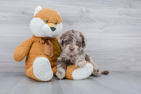 Best Mini Labradoodle Baby