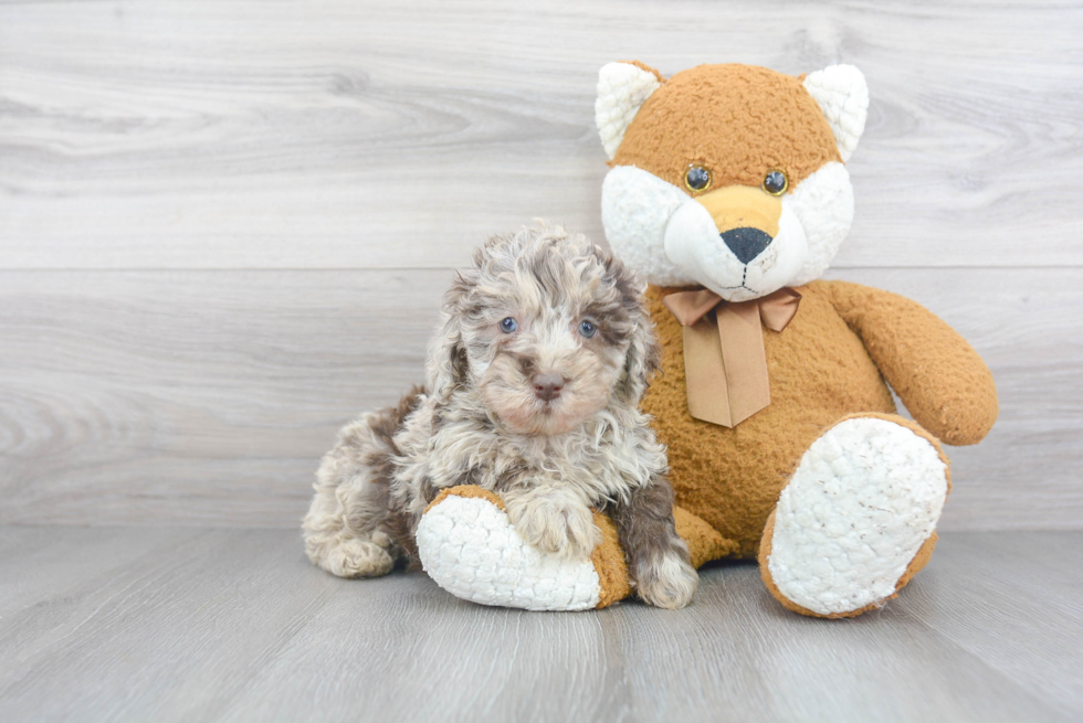 Popular Mini Labradoodle Poodle Mix Pup