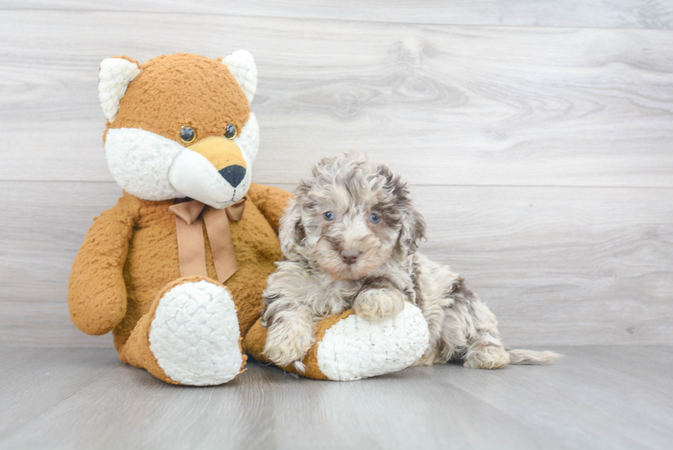 Best Mini Labradoodle Baby