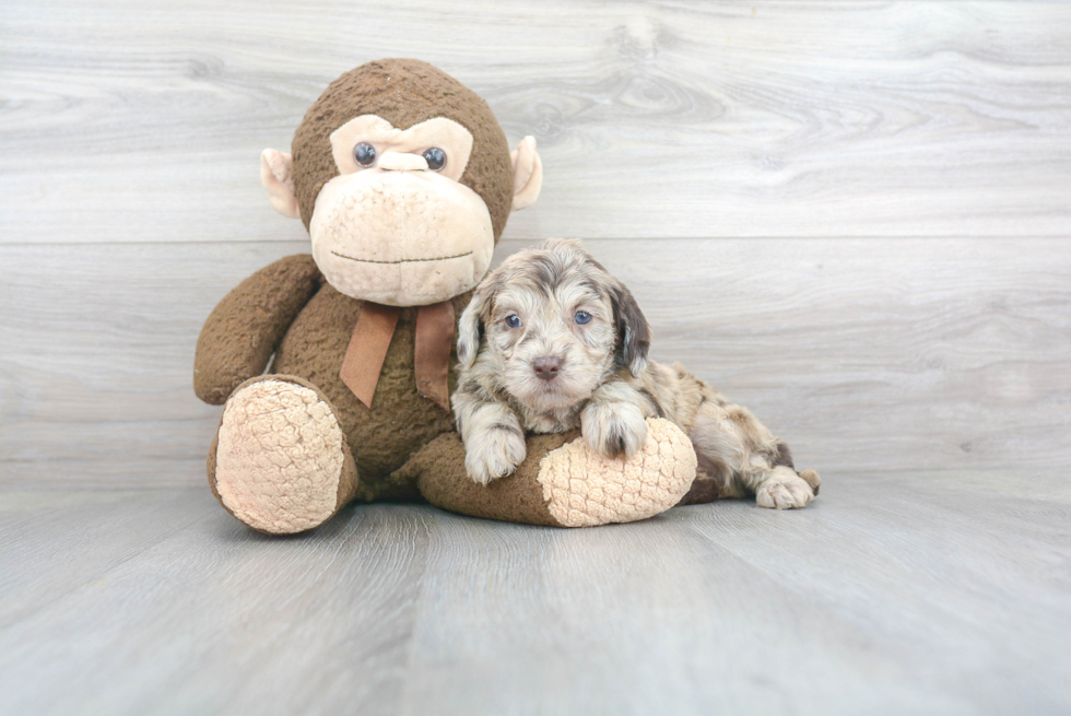 Playful Labrador Poodle Mix Puppy