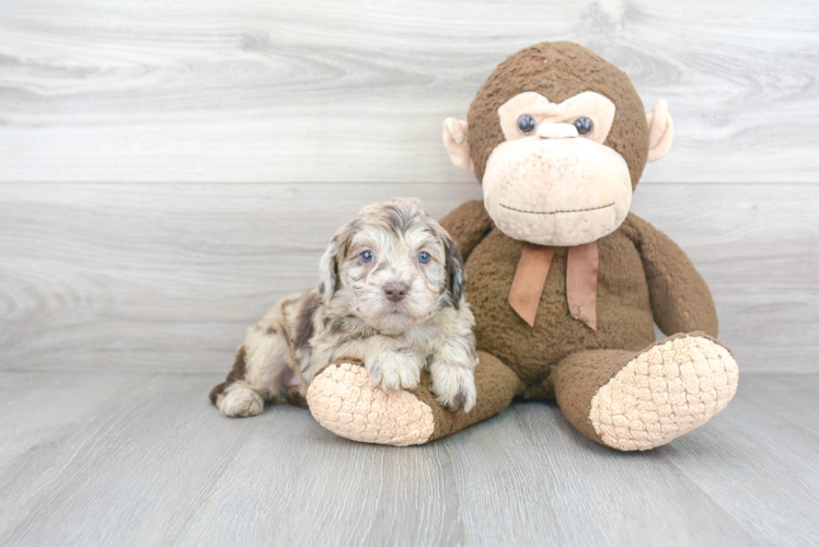 Best Mini Labradoodle Baby