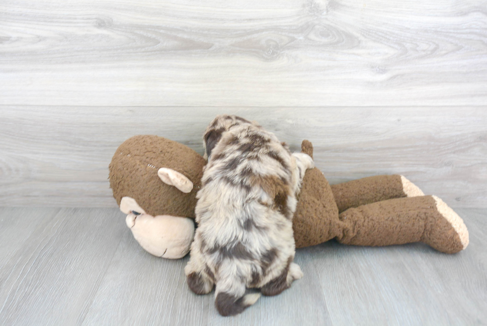 Funny Mini Labradoodle Poodle Mix Pup