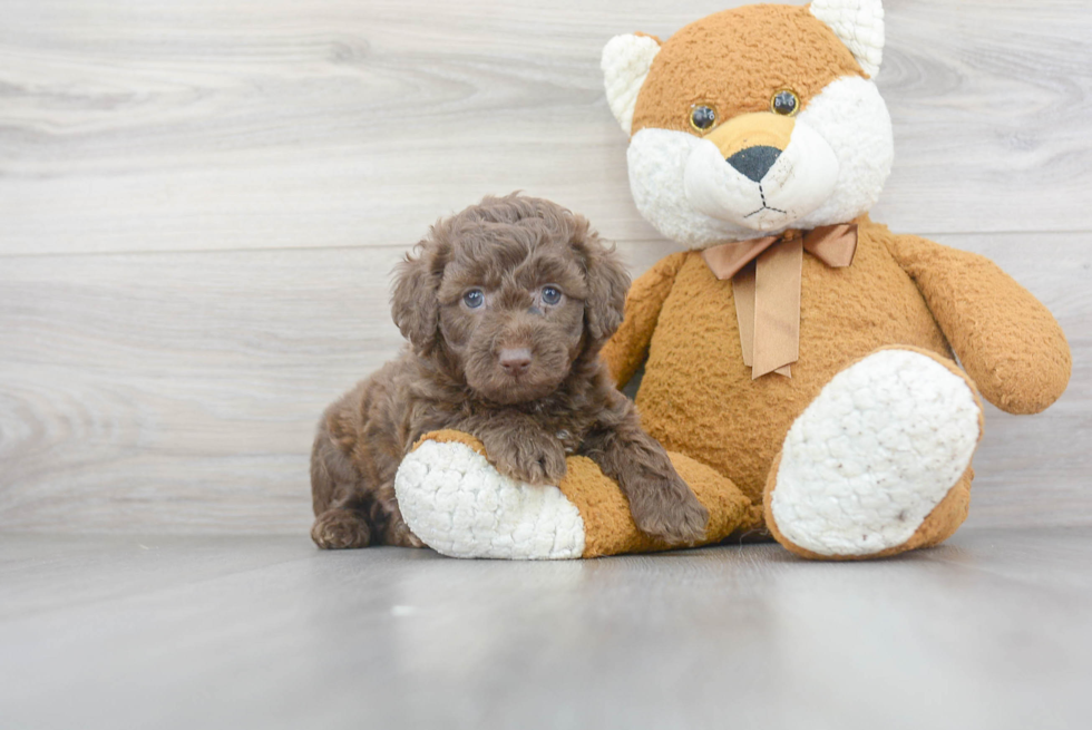 Mini Labradoodle Puppy for Adoption