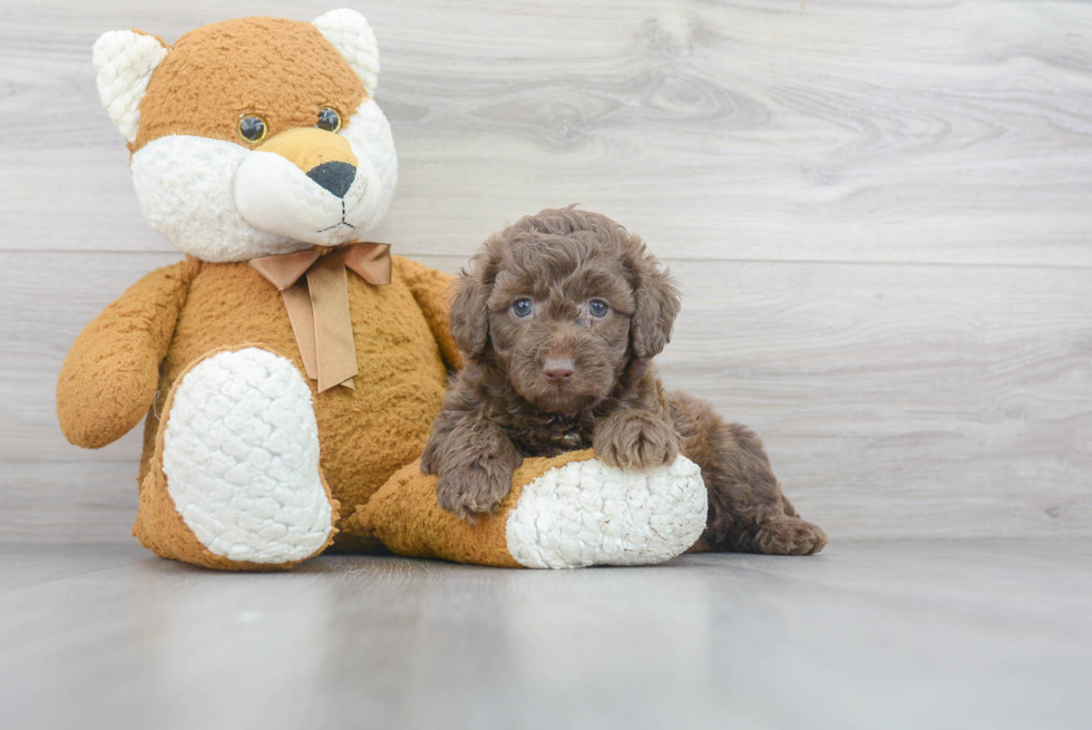 Mini Labradoodle Pup Being Cute