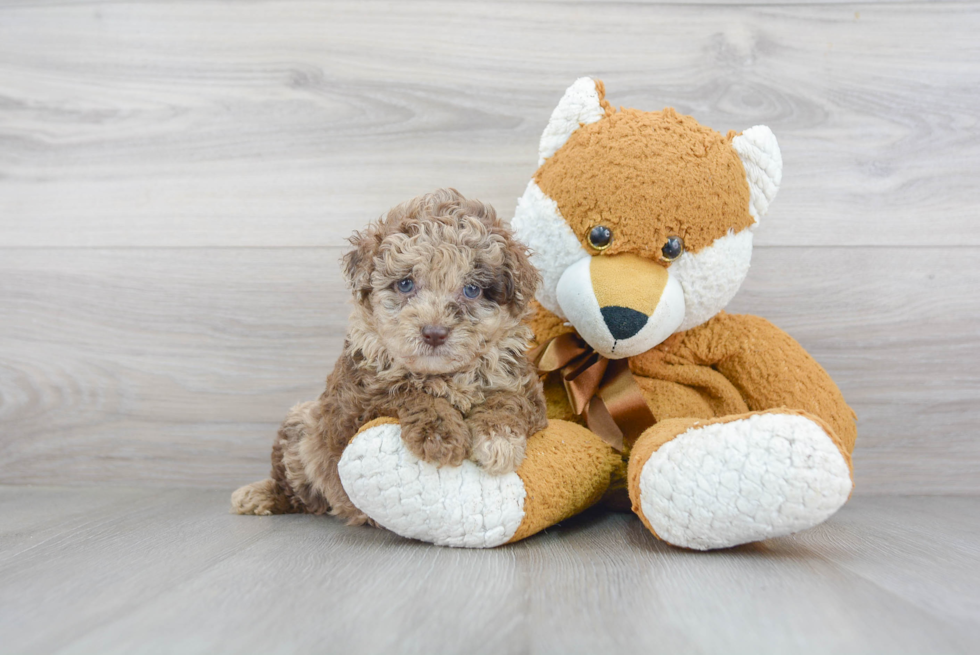 Adorable Labrador Poodle Mix Puppy