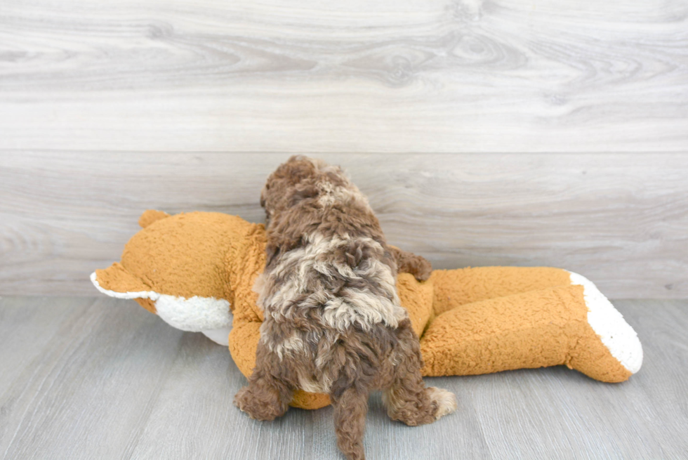 Funny Mini Labradoodle Poodle Mix Pup