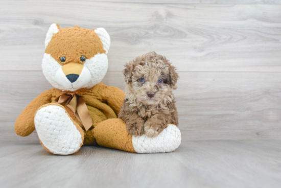 Popular Mini Labradoodle Poodle Mix Pup