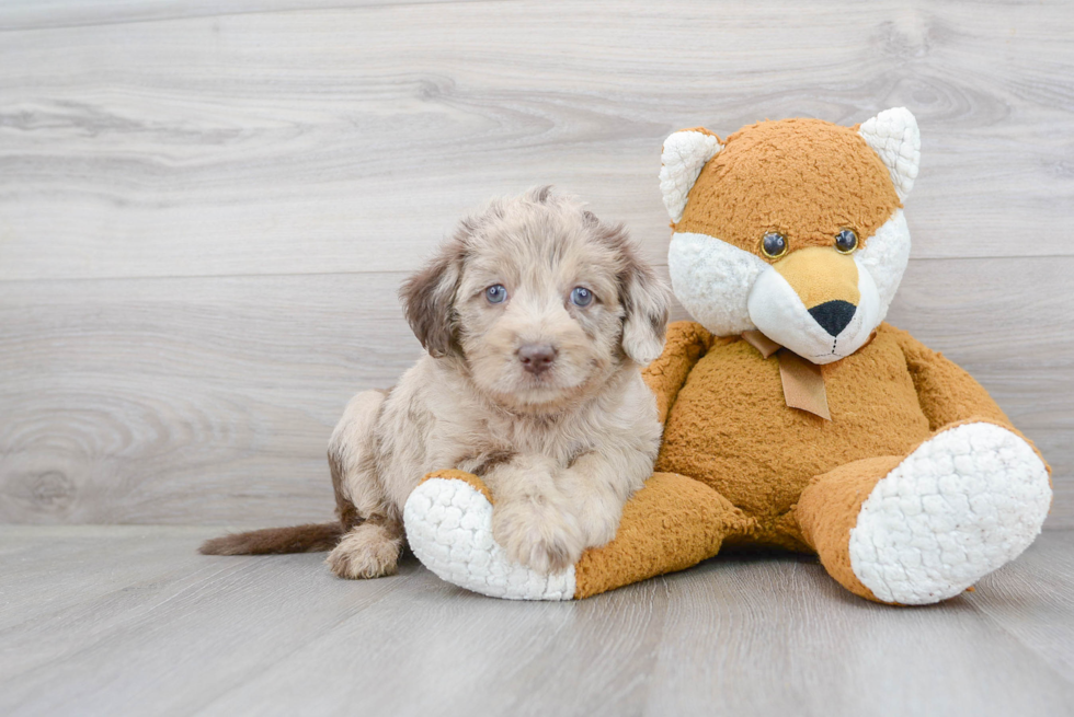 Mini Labradoodle Pup Being Cute