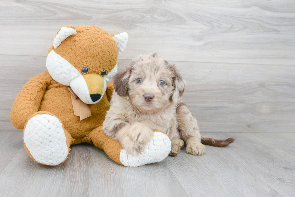 Mini Labradoodle Pup Being Cute