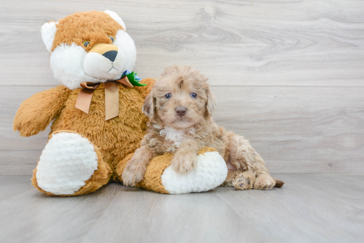 Mini Labradoodle Pup Being Cute