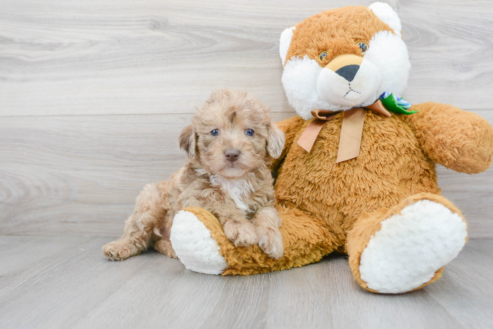 Best Mini Labradoodle Baby