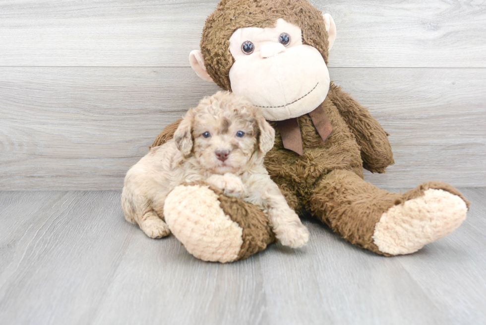 Mini Labradoodle Pup Being Cute