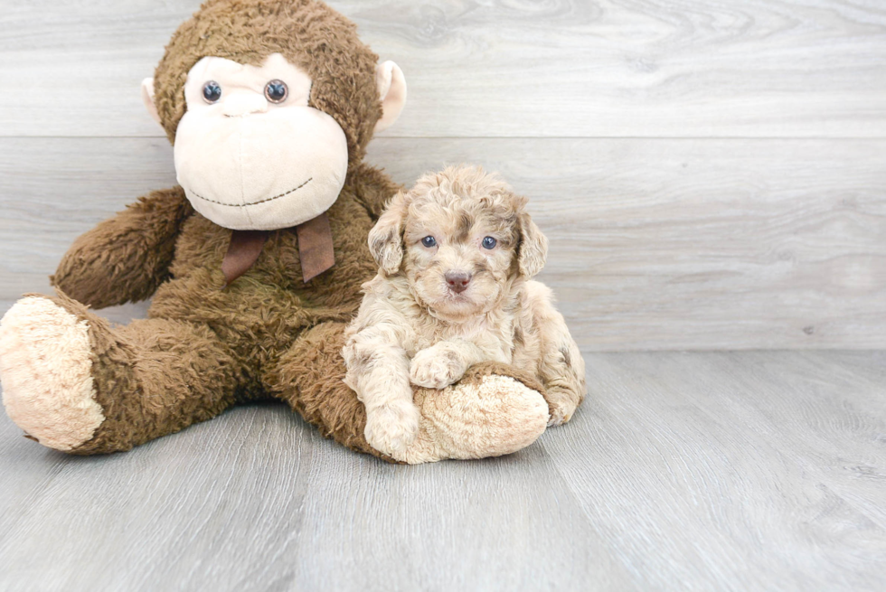 Best Mini Labradoodle Baby