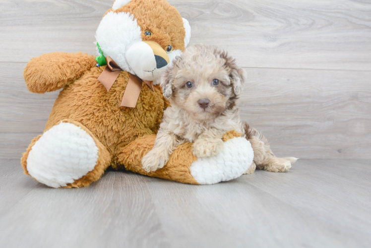 Cute Mini Labradoodle Baby