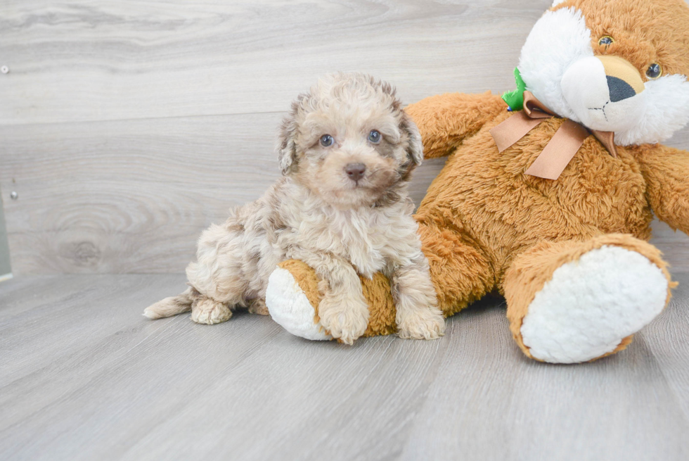 Mini Labradoodle Pup Being Cute