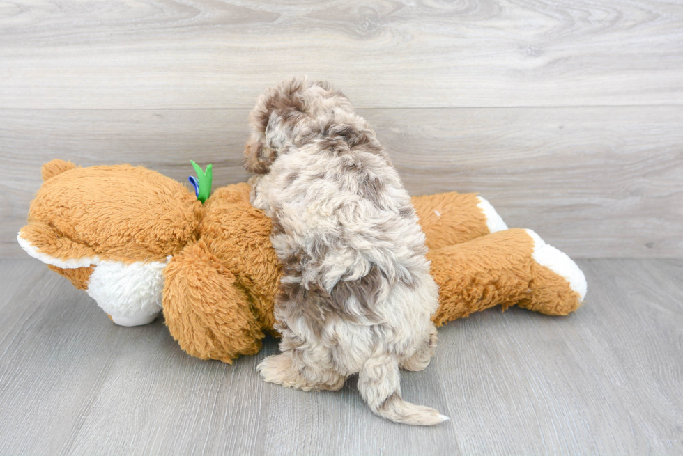 Mini Labradoodle Puppy for Adoption