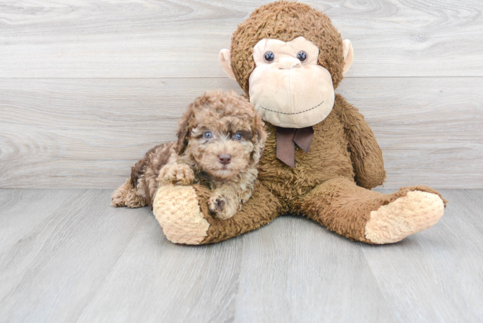 Fluffy Mini Labradoodle Poodle Mix Pup