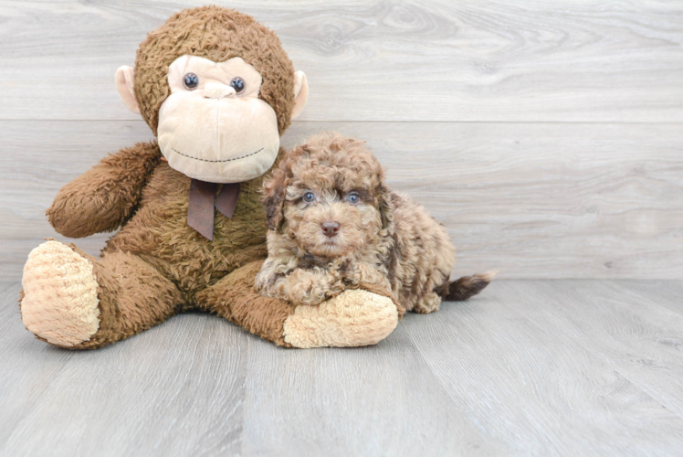 Playful Labrador Poodle Mix Puppy