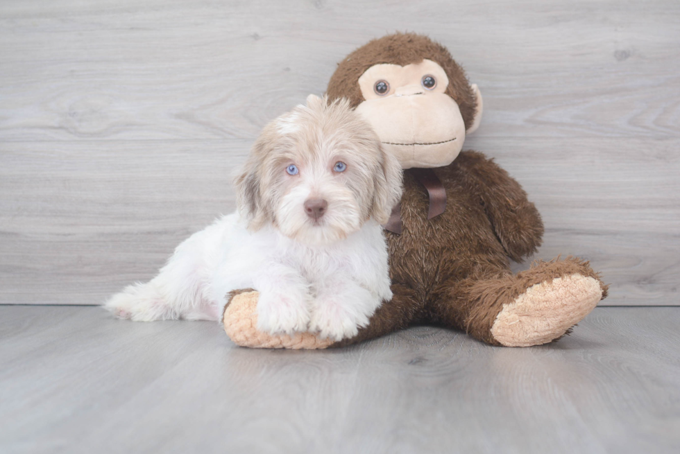 Playful Labrador Poodle Mix Puppy