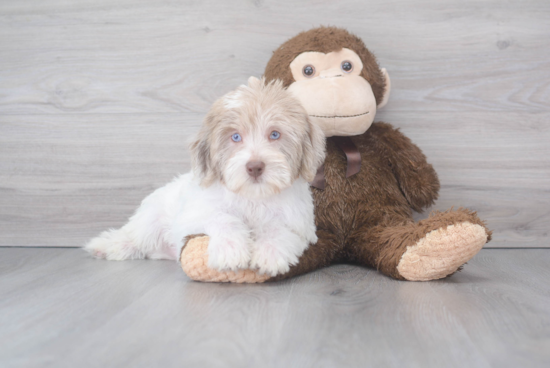 Playful Labrador Poodle Mix Puppy