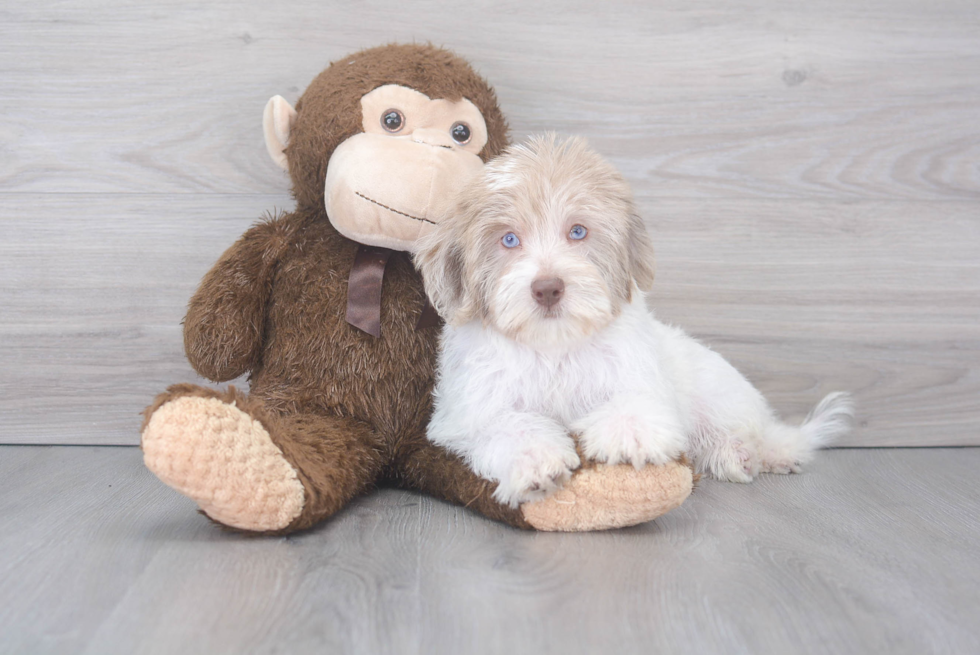 Mini Labradoodle Puppy for Adoption