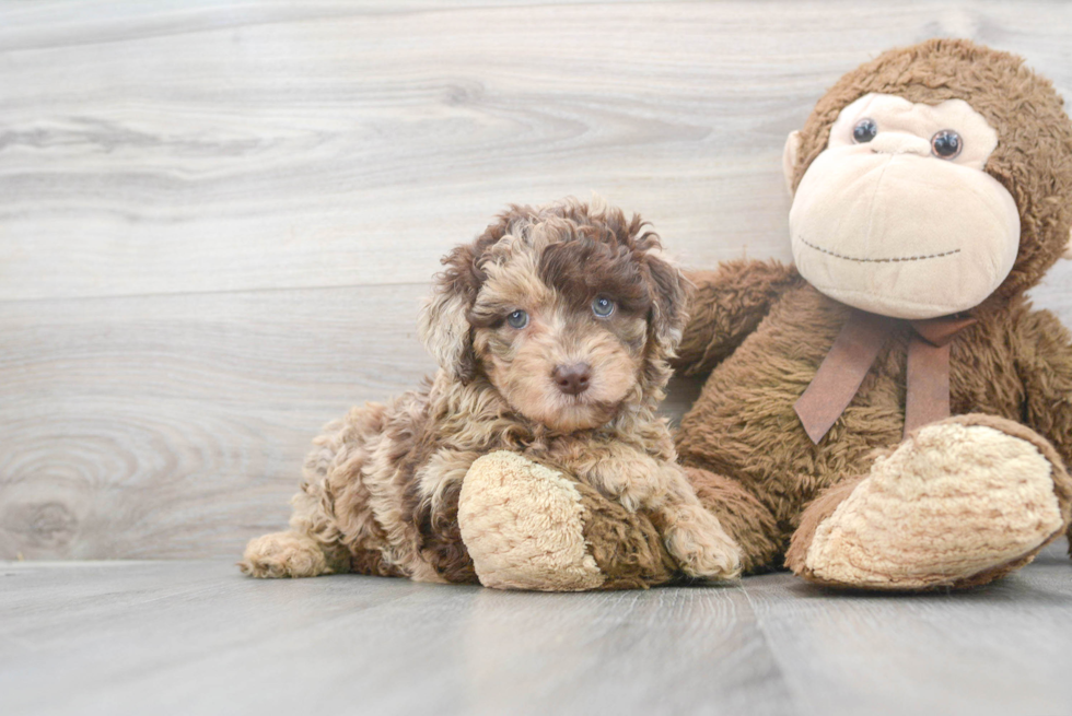 Best Mini Labradoodle Baby