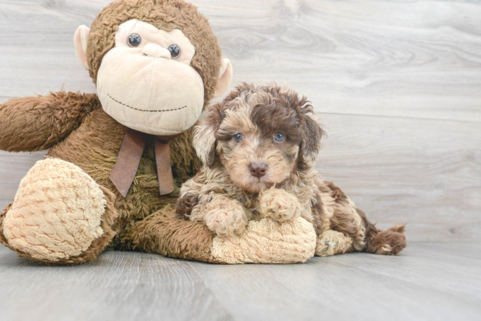 Mini Labradoodle Puppy for Adoption