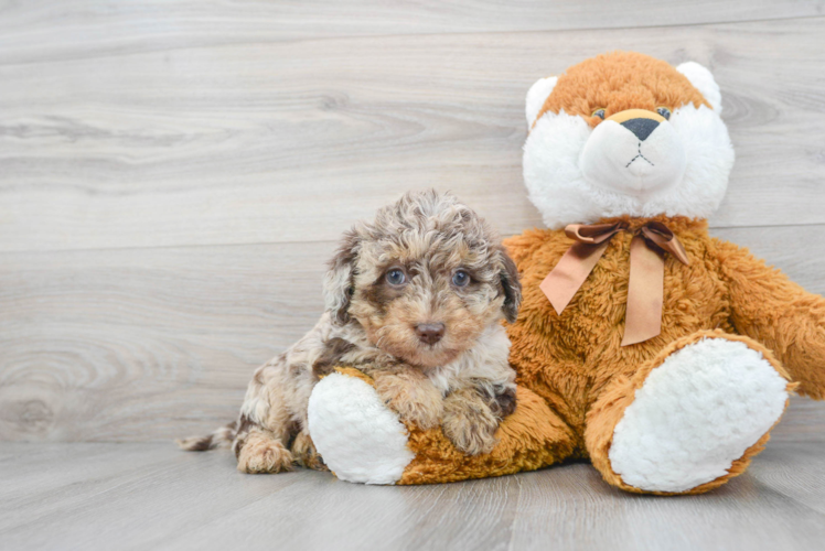 Mini Labradoodle Puppy for Adoption