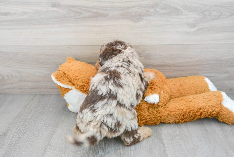 Mini Labradoodle Puppy for Adoption