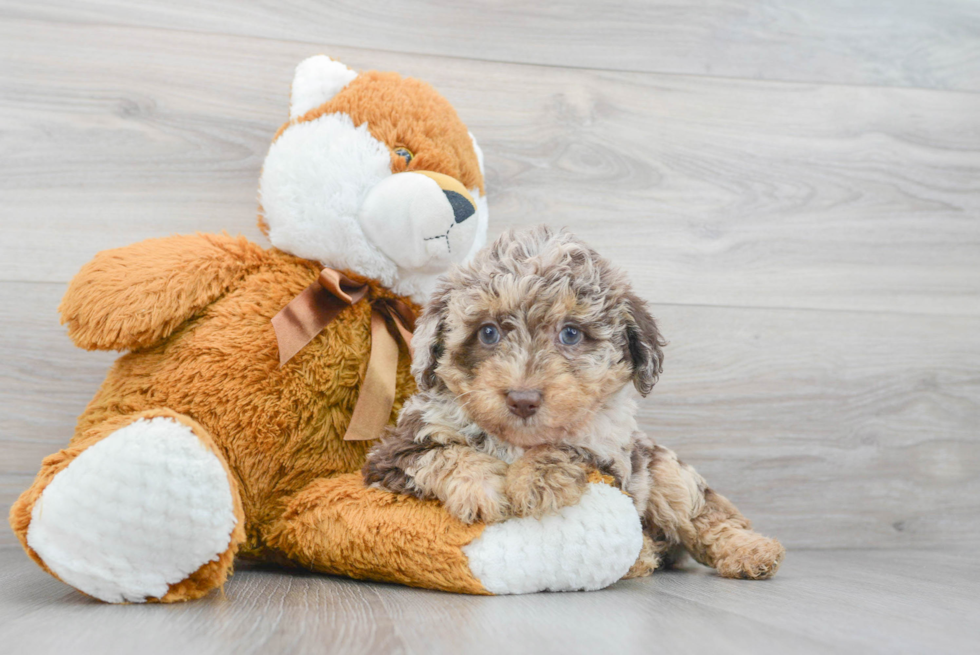 Best Mini Labradoodle Baby