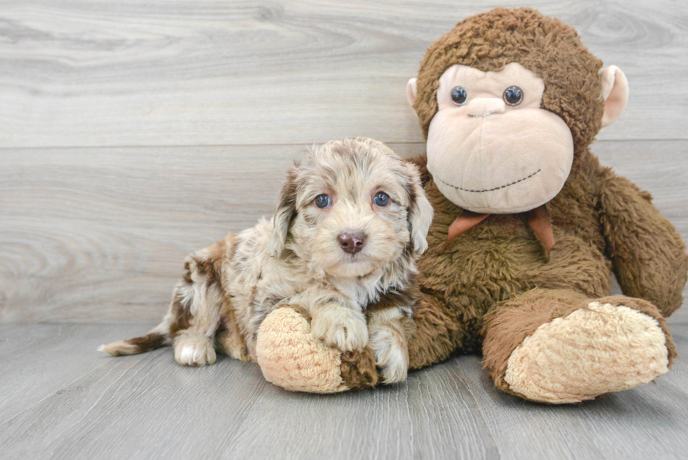 Energetic Labrador Poodle Mix Puppy