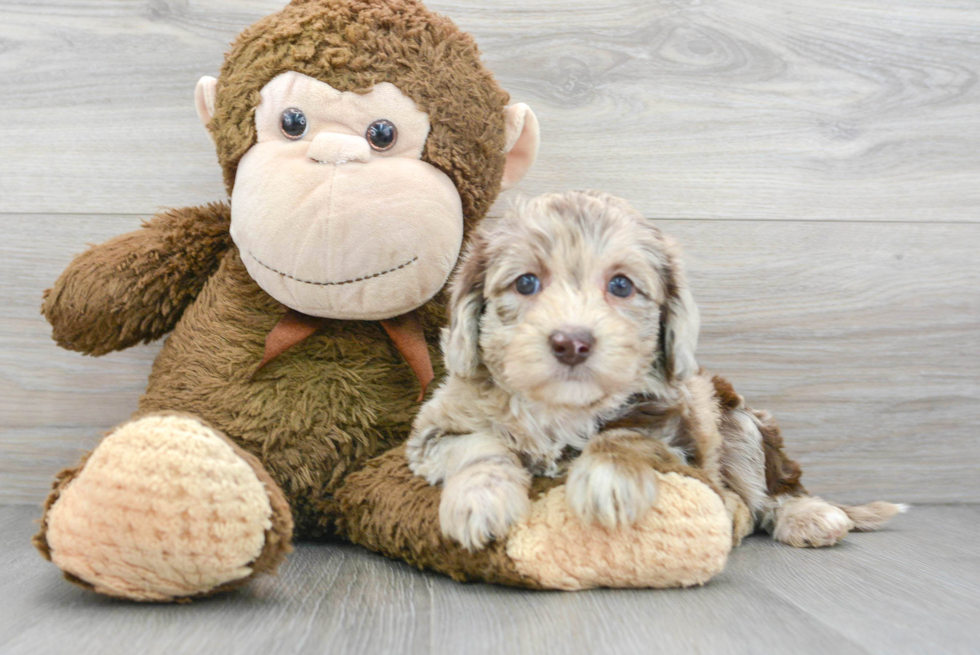 Mini Labradoodle Puppy for Adoption