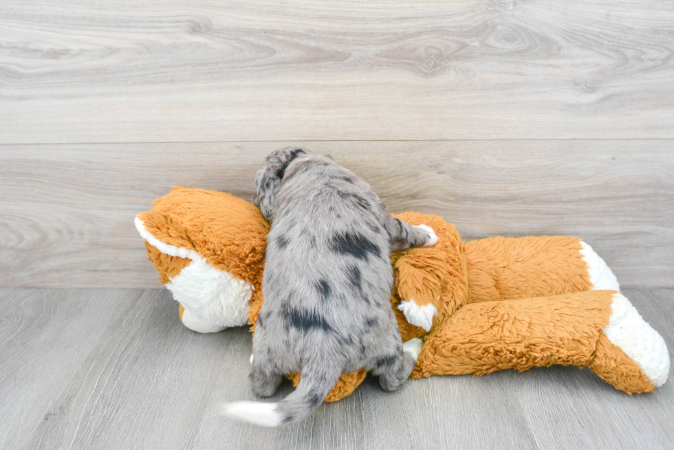 Mini Labradoodle Pup Being Cute