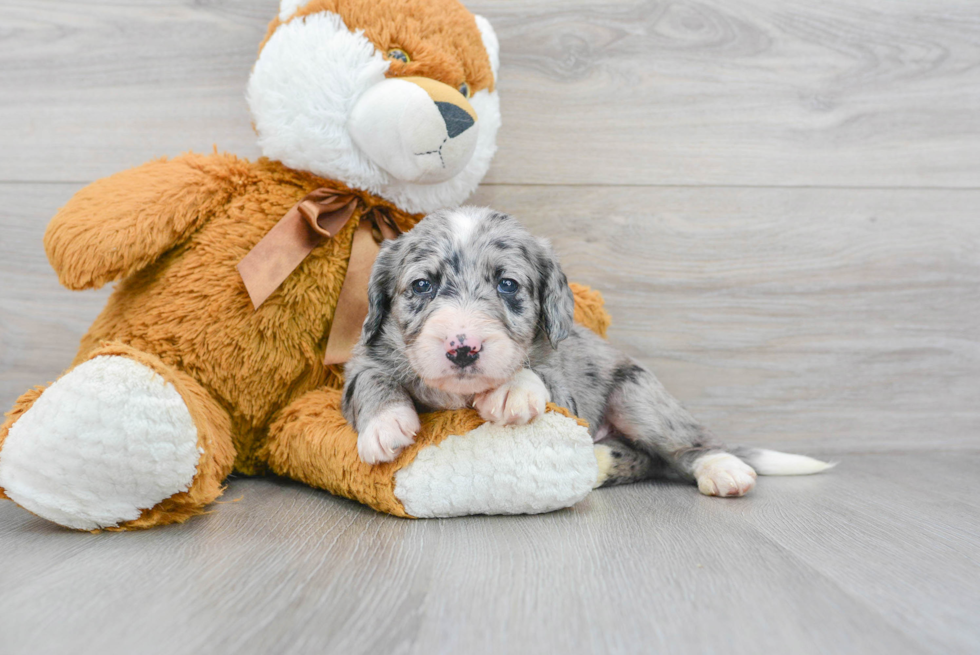Mini Labradoodle Puppy for Adoption