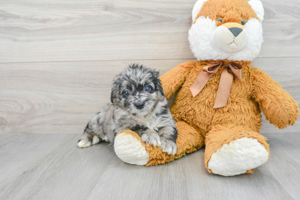 Fluffy Mini Labradoodle Poodle Mix Pup