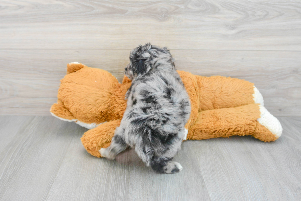 Happy Mini Labradoodle Baby