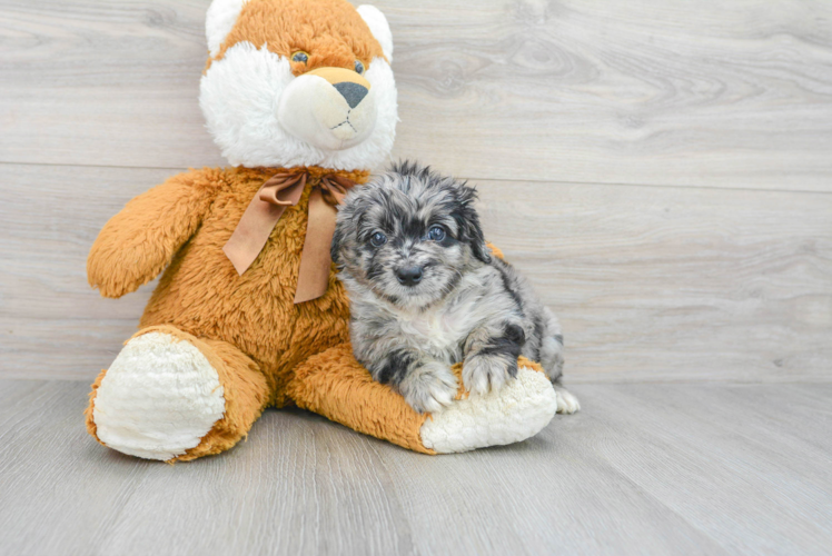 Energetic Labrador Poodle Mix Puppy