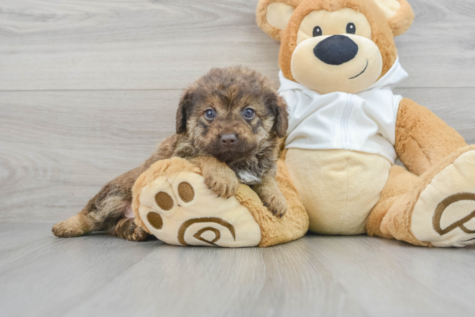 Mini Labradoodle Pup Being Cute